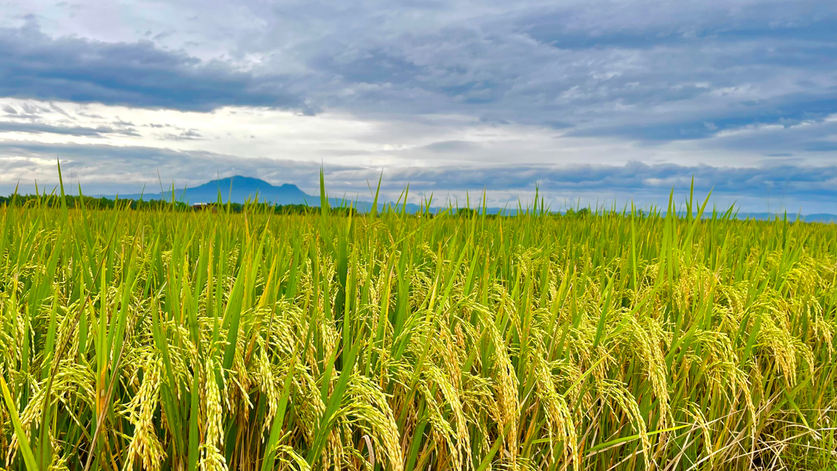 Romania to Invest €1 Billion in Agricultural and Energy Sectors by 2027